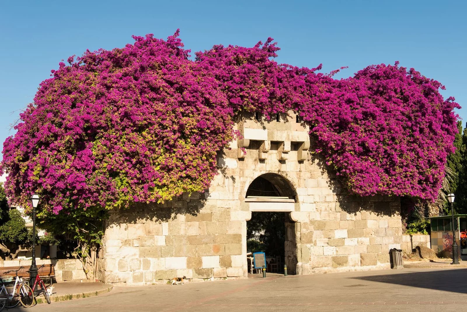 A medieval stone gateway in Kos Town almost buried under purple bougainvillea, with bicycles parked on the square in front of it